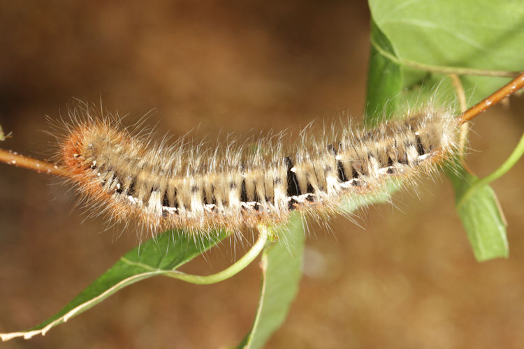 Lasiocampa quercus: Bild 2