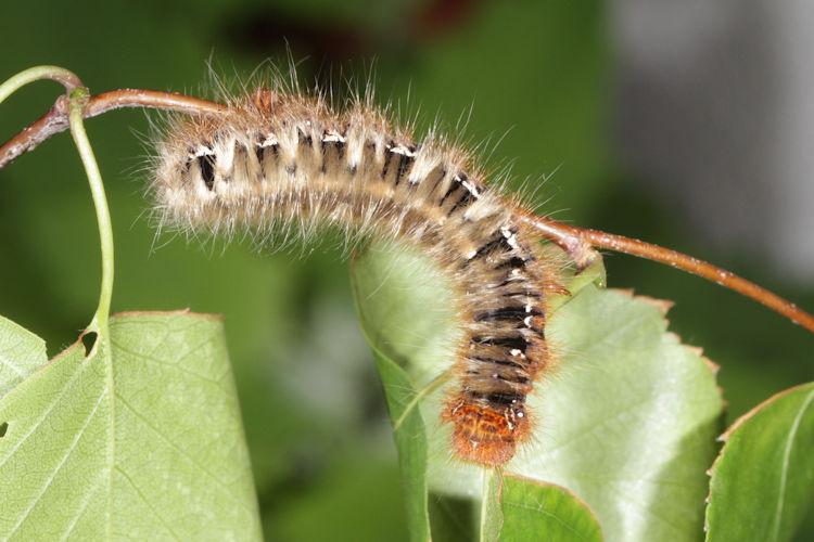 Lasiocampa quercus: Bild 4