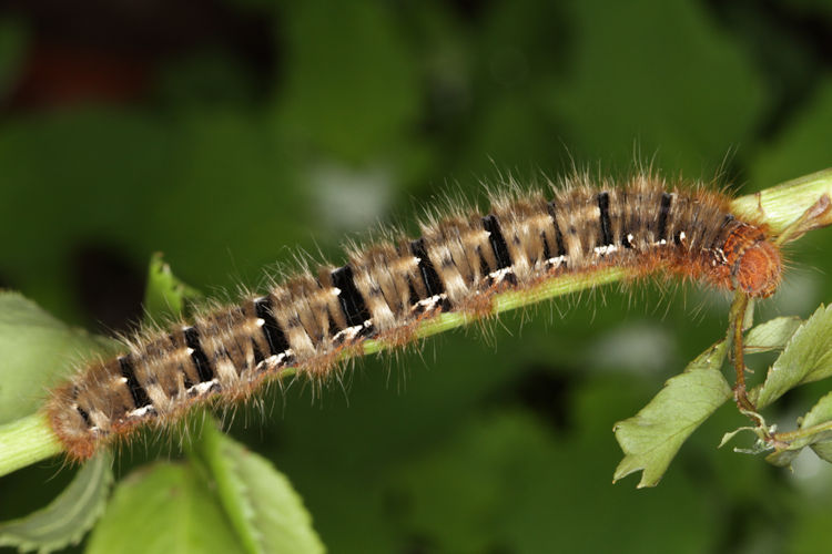 Lasiocampa quercus: Bild 7