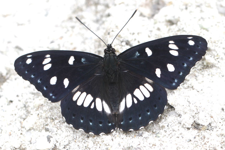 Limenitis reducta herculeana: Bild 11
