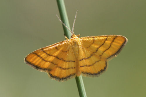 Idaea aureolaria: Bild 1