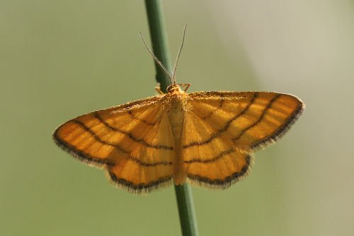 Idaea aureolaria: Bild 3