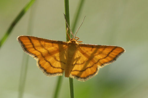 Idaea aureolaria: Bild 4