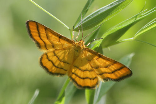 Idaea aureolaria: Bild 5