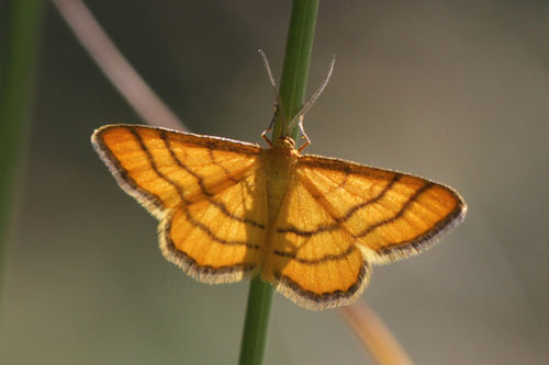 Idaea aureolaria: Bild 6