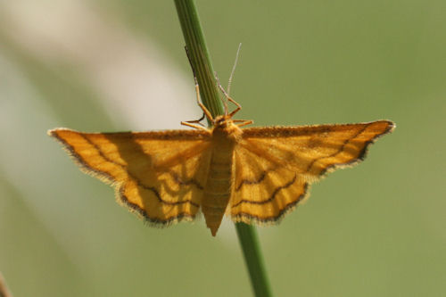 Idaea aureolaria: Bild 10