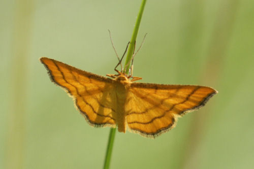 Idaea aureolaria: Bild 11