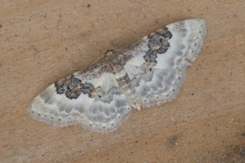 Idaea rusticata: Bild 17