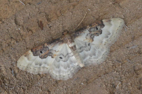 Idaea rusticata: Bild 18