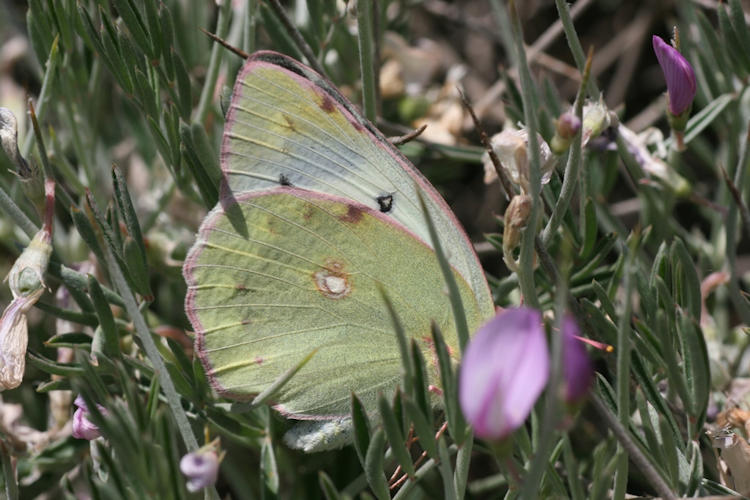 Colias chlorocoma: Bild 2