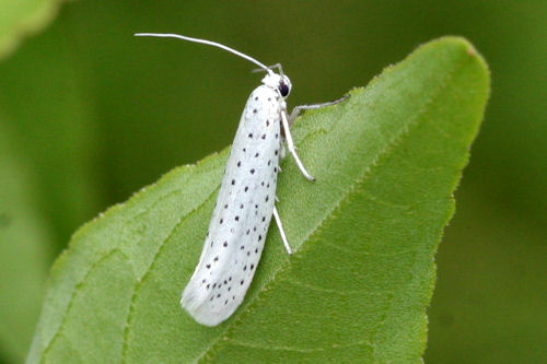 Yponomeuta evonymella: Bild 1