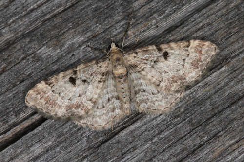 Eupithecia analoga: Bild 2