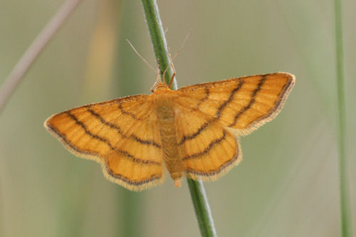 Idaea aureolaria: Bild 12