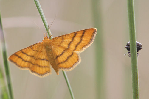 Idaea aureolaria: Bild 13