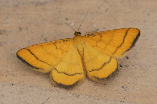 Idaea aureolaria: Bild 14