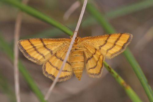 Idaea aureolaria: Bild 16