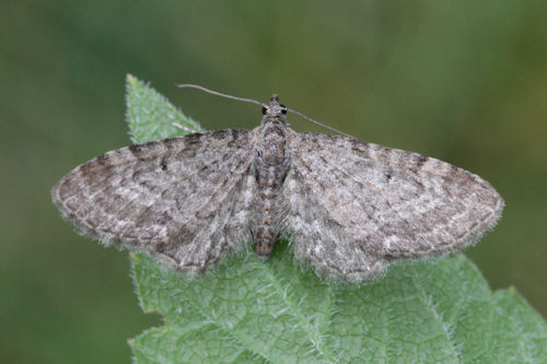 Eupithecia vulgata: Bild 23