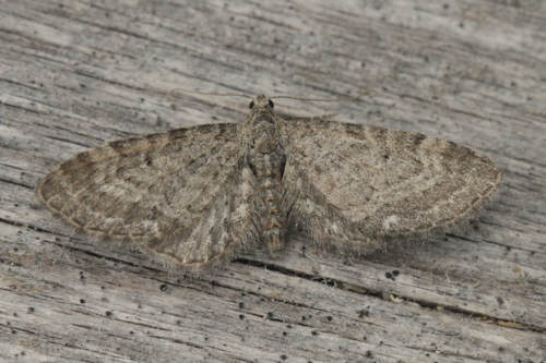 Eupithecia vulgata: Bild 20