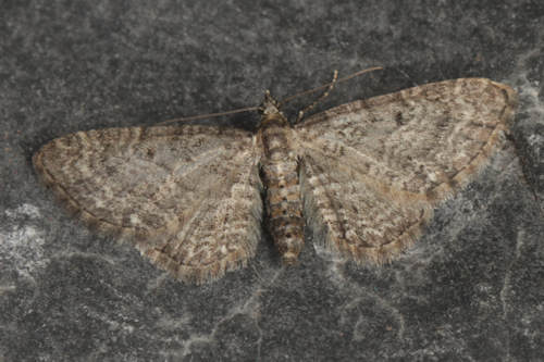 Eupithecia subfuscata: Bild 36