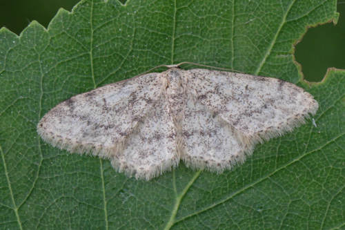 Idaea typicata: Bild 4