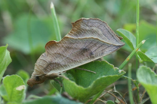 Calyptra thalictri: Bild 1