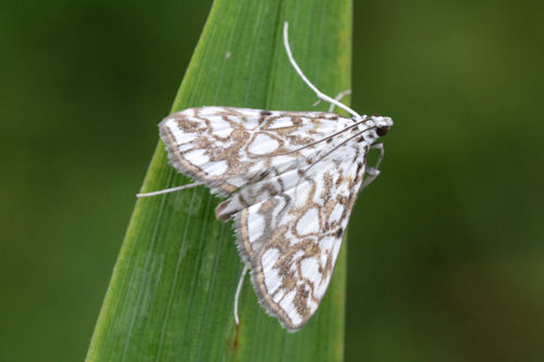 Elophila nymphaeata: Bild 1