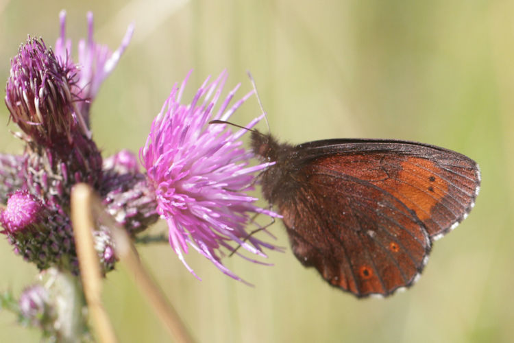 Erebia euryale tramelana: Bild 1