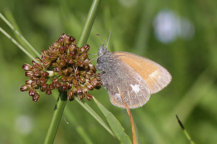 Coenonympha glycerion: Bild 6