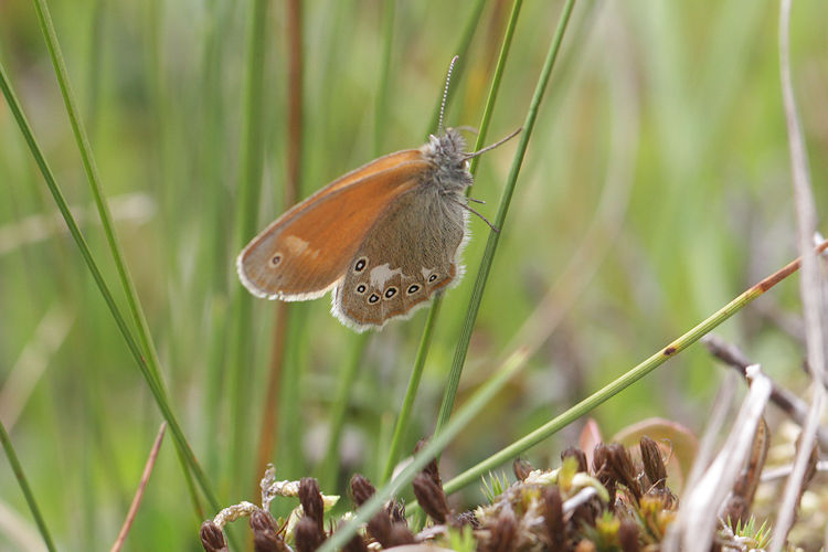 Coenonympha glycerion: Bild 8