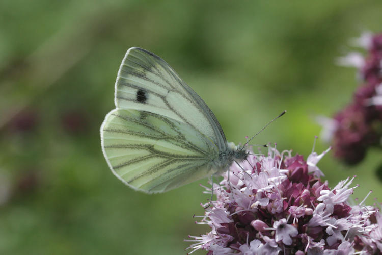 Pieris napi: Bild 31