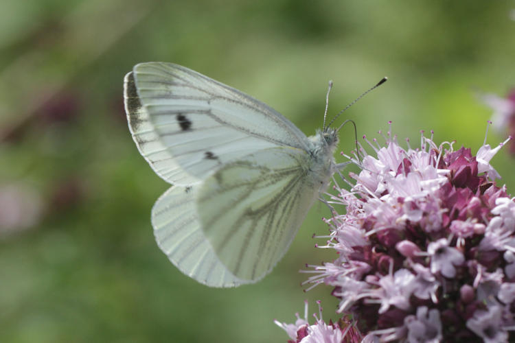 Pieris napi: Bild 32