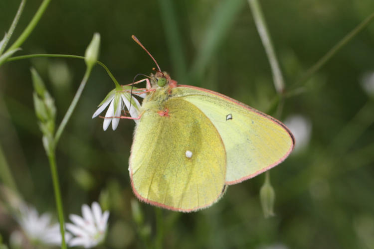 Colias palaeno europome: Bild 3