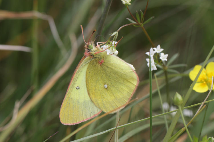 Colias palaeno europome: Bild 4