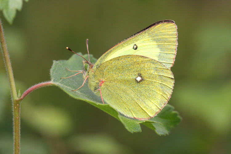 Colias palaeno europome: Bild 6