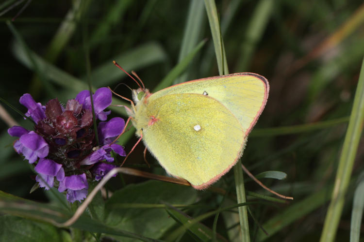 Colias palaeno europome: Bild 7