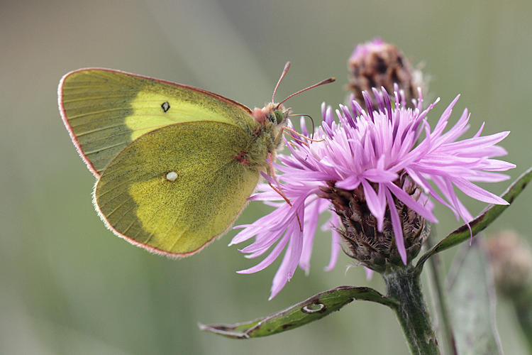 Colias palaeno europome: Bild 9