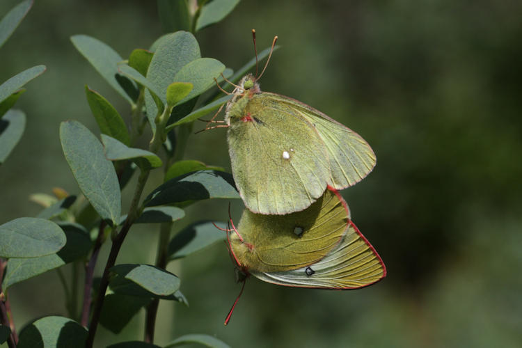 Colias palaeno europome: Bild 13