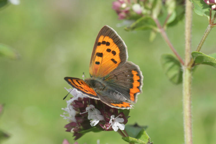 Lycaena phlaeas: Bild 25