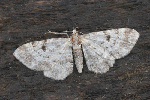 Eupithecia abietaria: Bild 5