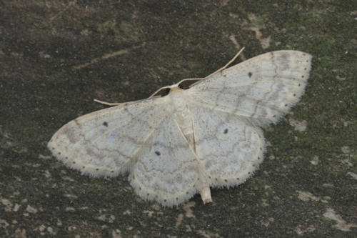 Idaea biselata: Bild 19