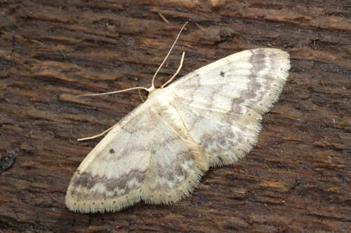 Idaea biselata: Bild 20