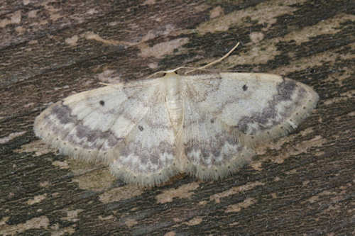 Idaea biselata: Bild 21