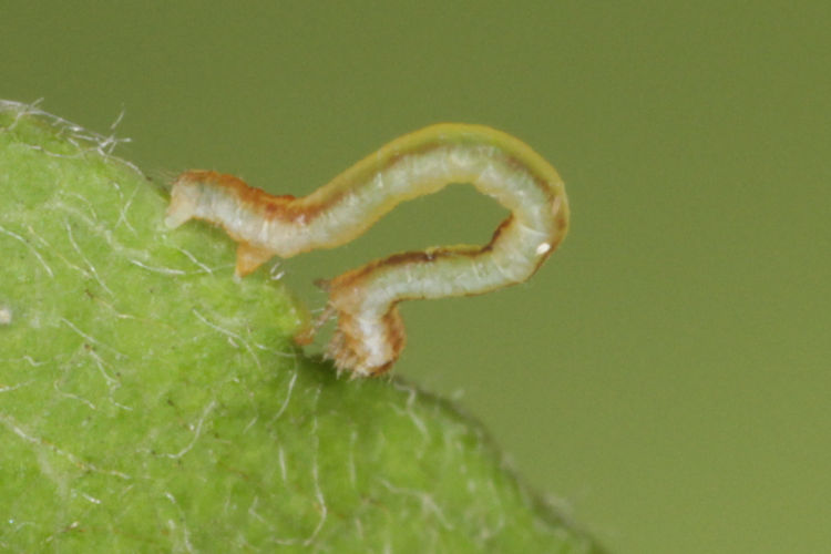 Angerona prunaria: Bild 5