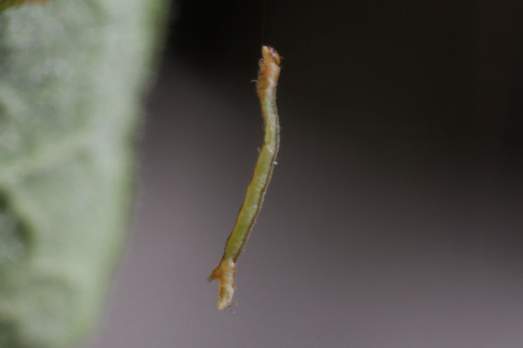 Angerona prunaria: Bild 6