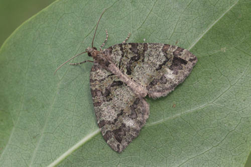 Hydriomena furcata: Bild 1