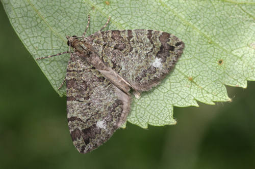 Hydriomena furcata: Bild 4