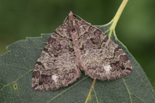 Hydriomena furcata: Bild 5