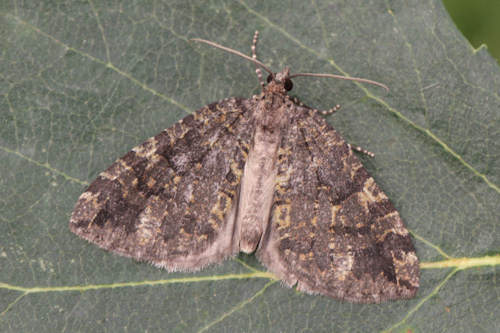 Hydriomena furcata: Bild 6