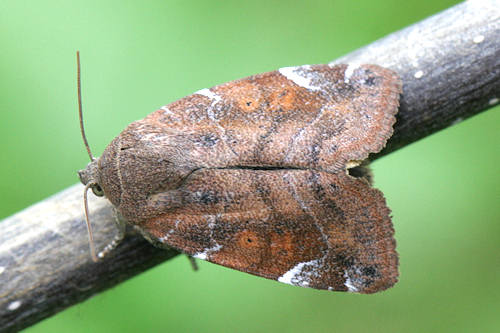 Cosmia affinis: Bild 2