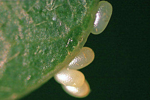 Cyclophora linearia: Bild 1